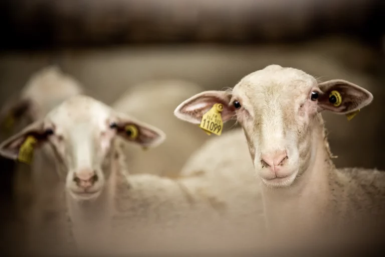 Grand Site de France - Gorges du Tarn, de la Jonte et Causses