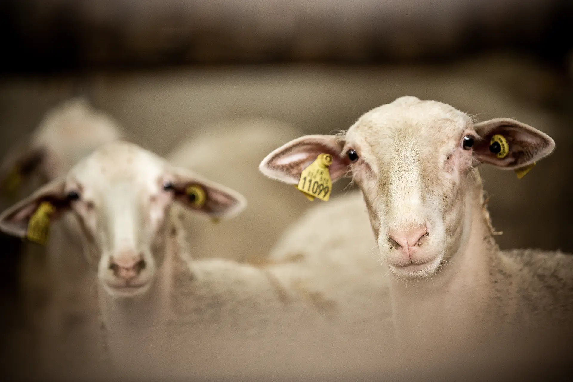 Grand Site de France - Gorges du Tarn, de la Jonte et Causses