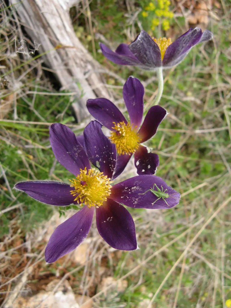 Grand Site de France - Gorges du Tarn, de la Jonte et Causses